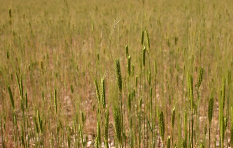 Celiachia, un grano lo aiuta a prevenire: il piccolo farro