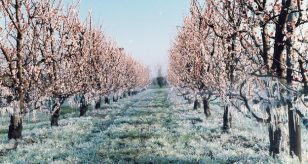 Gelate diffuse al Centro-Nord, foto -irrigazionebragaglia-it