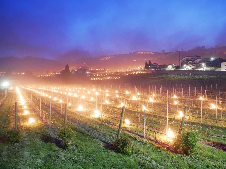 Gelate tardive in Trentino Alto Adige e sistemi di prevenzione. Foto Kloster Neustift