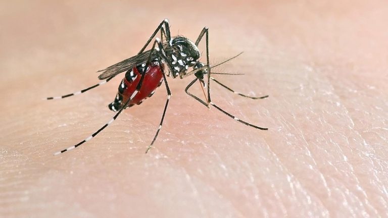 Zika, il virus trasmesso dalle zanzare può creare disturbi allo sviluppo dei bambini