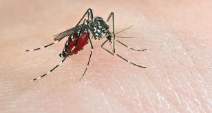 Virus Zika, scoperte nuove variant (Foto: Chemistry World)