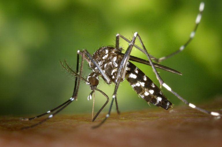 Febbre Dengue, un caso sospetto nel nord Italia: ecco quali sono i sintomi per riconoscerla subito Febbre Dengue, un caso sospetto nel nord Italia: ecco quali sono i sintomi per riconoscerla subito