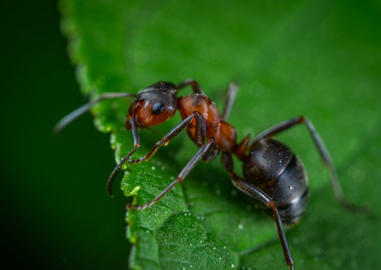 Formiche in casa, ecco come allontanarle: i rimedi naturali (e quelli chimici) Formiche in casa, ecco come allontanarle: i rimedi naturali (e quelli chimici)