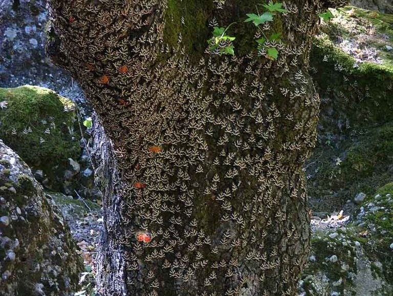 Un paradiso naturale visitabile in questo periodo. Ecco la valle di farfalle più bella al mondo. Il video da Rodi