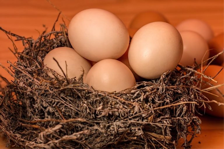 Uova, mangiarne più di una al giorno aumenta il rischio di ictus e infarto
