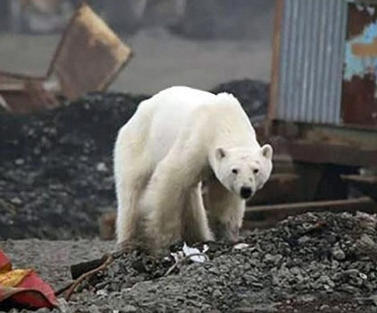 Orso polare spinto dalla fame si avvicina alla città della Siberia: il video che lo riprende tra le strade cittadine