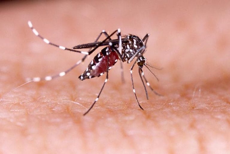 Allarme Dengue, alzato il livello di allerta nei porti e negli aeroporti italiani: la direttiva del Ministero della Salute Allarme Dengue, alzato il livello di allerta nei porti e negli aeroporti italiani: la direttiva del Ministero della Salute