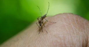Febbre dengue, nuovo caso a Jesi