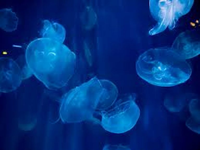 Le meduse stanno invadendo le spiagge: momenti di terrore, molte le persone attaccate e ferite in Spagna Le meduse stanno invadendo le spiagge: momenti di terrore, molte le persone attaccate e ferite in Spagna