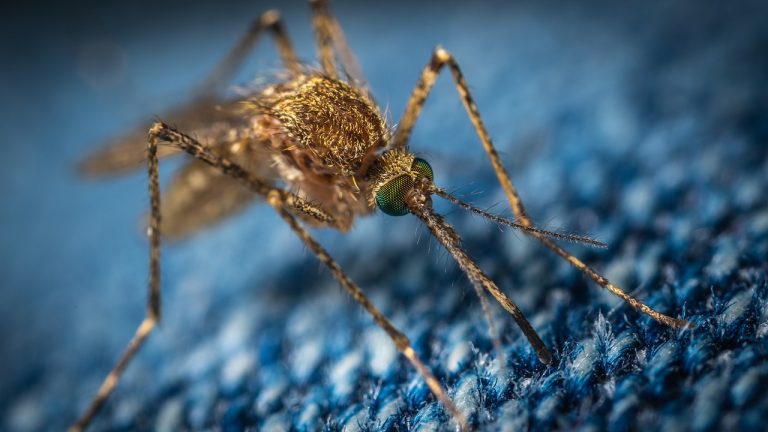 Emergenza nazionale: oltre 40 morti, cresce la paura nella popolazione per la febbre dengue in Honduras Emergenza nazionale: oltre 40 morti, cresce la paura nella popolazione per la febbre dengue in Honduras