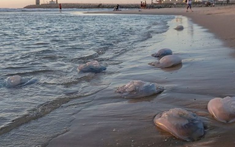Allarme meduse, milioni di esemplari giganti stanno invadendo le coste in questo momento: sta crescendo la preoccupazione nella popolazione in Israele