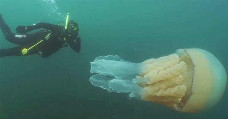 Rarissima medusa gigante avvistata in Cornovaglia: è grande come un essere umano. Video Rarissima medusa gigante avvistata in Cornovaglia: è grande come un essere umano. Video