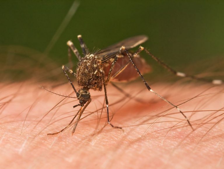 Questo repellente per zanzare puoi farlo in casa e non costa nulla: ecco come realizzarlo Questo repellente per zanzare puoi farlo in casa e non costa nulla: ecco come realizzarlo