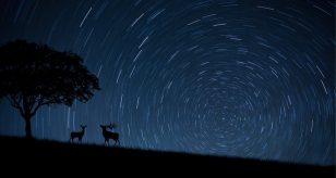 stelle cadenti