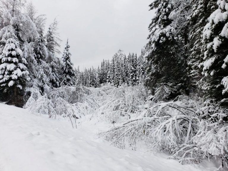 METEO – In arrivo nel TRENTINO forti NEVICATE, gli accumuli supereranno il MEZZO METRO! Ecco i dettagli