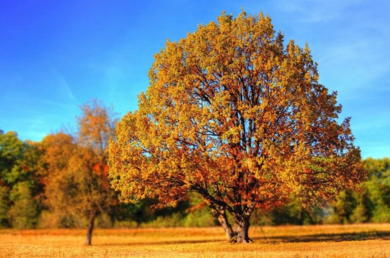 METEO: l’autunno ci riprova con aria più fredda da nord-est verso l’ITALIA, ecco quando