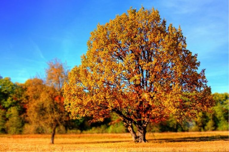 Equinozio di autunno, ecco quando finirà l’estate e inizierà la nuova stagione