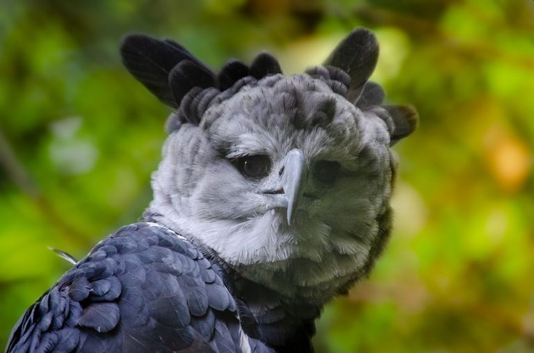 Appena incontrata l’Arpia. Un uccello così grande che sembra una persona in costume. Ecco dove