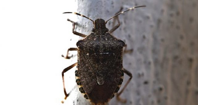 È allarme Cimici dei Letti 😨 come riconoscere i loro morsi e come  debellarle per sempre