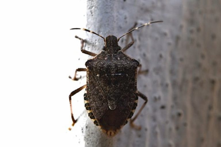 Le cimici asiatiche stanno invadendo la penisola, ecco cosa sono e cosa fare per allontanarle Le cimici asiatiche stanno invadendo la penisola, ecco cosa sono e cosa fare per allontanarle