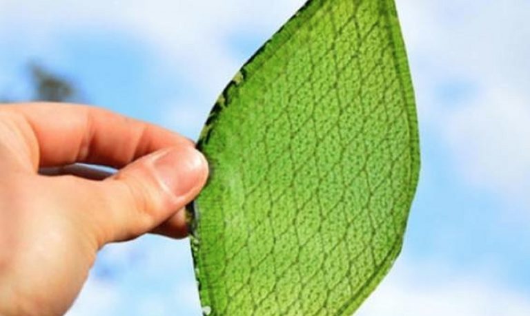 Realizzata una foglia artificiale che utilizza il sole per creare combustibile ecosostenibile Realizzata una foglia artificiale che utilizza il sole per creare combustibile ecosostenibile