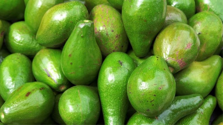 Un avocado al giorno aiuta a tenere a bada il colesterolo cattivo – Il nuovo studio