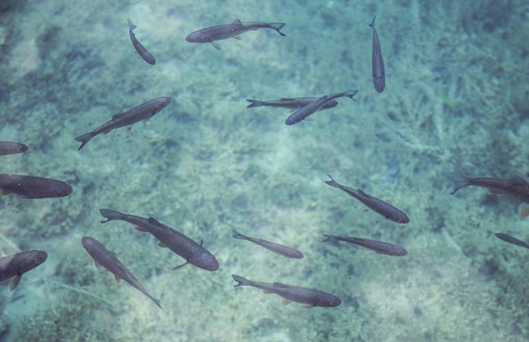 Gli antidepressivi che inquinano l’acqua marina possono interferire sul comportamento dei pesci