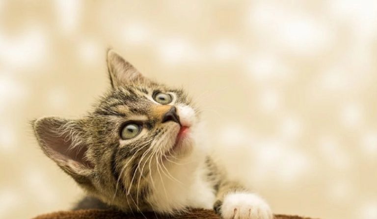 Coronavirus dei gatti, il farmaco per salvarli esiste ma in Italia non viene autorizzato, l’Enpa lancia la petizione Coronavirus dei gatti, il farmaco per salvarli esiste ma in Italia non viene autorizzato, l’Enpa lancia la petizione