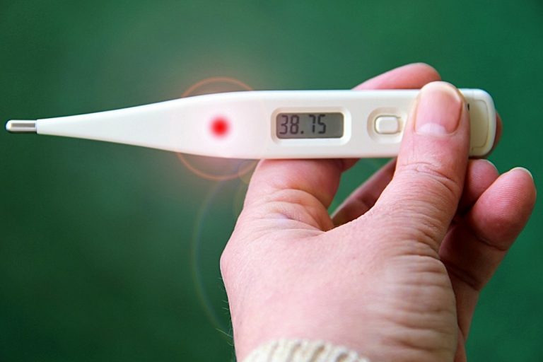 Febbre del Nilo in Veneto: scoperto un cluster di zanzare infette Febbre del Nilo in Veneto: scoperto un cluster di zanzare infette