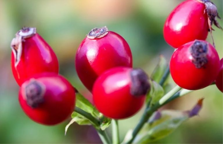 Rosa canina, per fare il pieno di vitamina C ed abbassare i trigliceridi