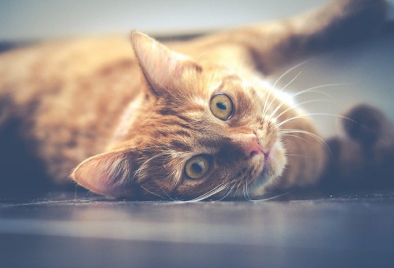 Gatti domestici, i consigli preziosi per renderli felici anche vivendo al chiuso Gatti domestici, i consigli preziosi per renderli felici anche vivendo al chiuso