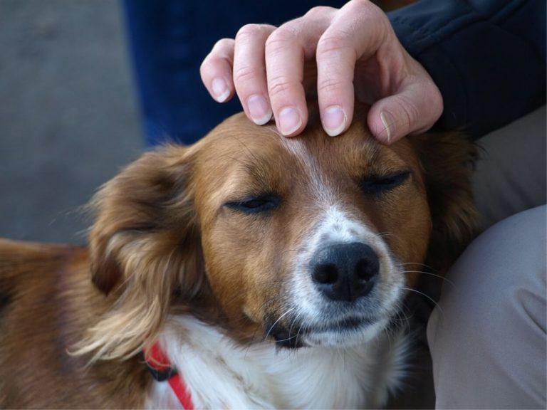 Avere un cane allunga la vita, ora lo certificano anche i medici