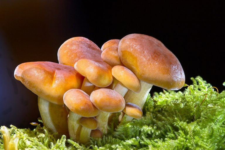 Le fibre di funghi ci possono proteggere dall’influenza e dalle polmoniti: i risultati di una ricerca Le fibre di funghi ci possono proteggere dall’influenza e dalle polmoniti: i risultati di una ricerca