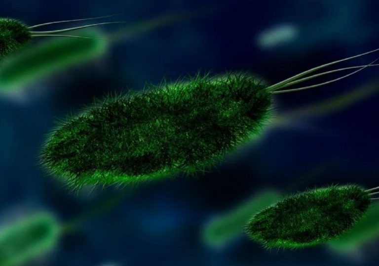 Coronavirus, ecco chi sarà incaricato di dare il nome al nuovo virus e come verrà scelto Coronavirus, ecco chi sarà incaricato di dare il nome al nuovo virus e come verrà scelto