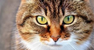 Gatto