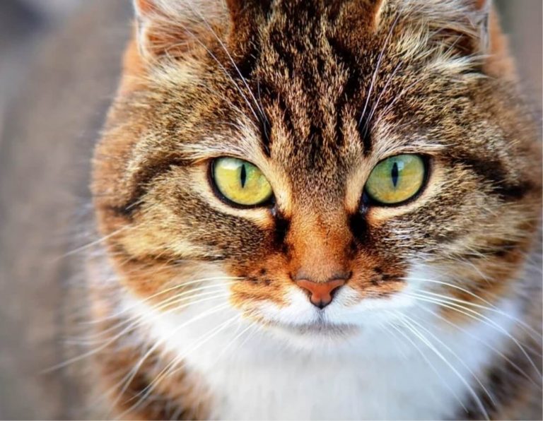 Giardia, il parassita “dimenticato” dei gatti che può arrivare all’uomo: il più grande studio nordamericano rivela i numeri reali