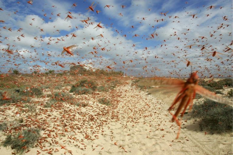 METEO – SURRISCALDAMENTO GLOBALE: invasione gigantesca di locuste su latitudini più settentrionali, ecco quello che sta succedendo in Africa