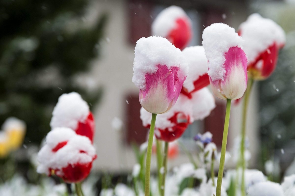 Meteo Primavera: neve tardiva in arrivo in Italia? Foto ansa.it
