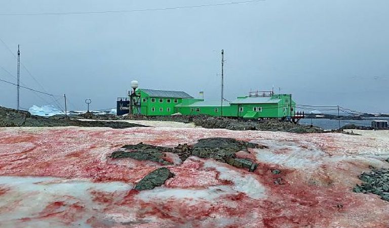 Antartide, neve di colore rosso sangue: ecco la cause dello strano fenomeno Antartide, neve di colore rosso sangue: ecco la cause dello strano fenomeno
