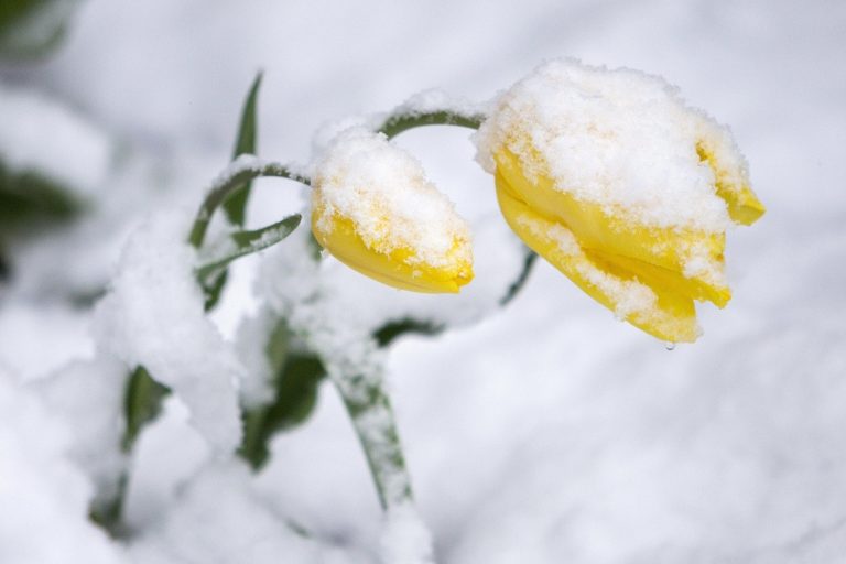 METEO – Colpo di scena, dopo un INVERNO secco e mite il mese di MARZO inizierà con il MALTEMPO in ITALIA a più riprese