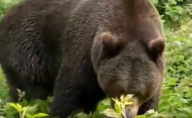 L’Orso feroce M49 torna a far paura, assaltata una baita e distrutti i vetri: ecco cosa sta accadendo in Trentino