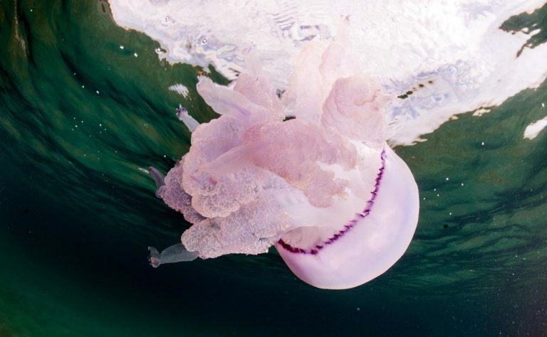 Migliaia di meduse rosa invadono le spiagge: stupore nella popolazione, VIDEO dell’incredibile fenomeno che si è verificato nelle Filippine