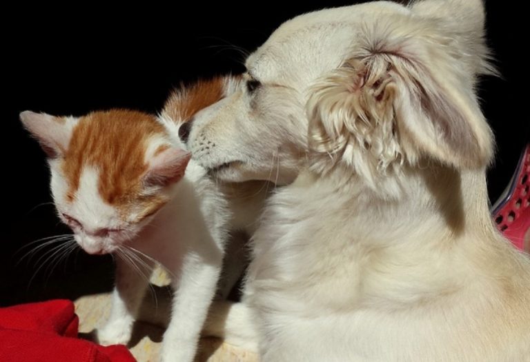 Coronavirus, la Cina mette al bando il consumo di carne di cani e gatti