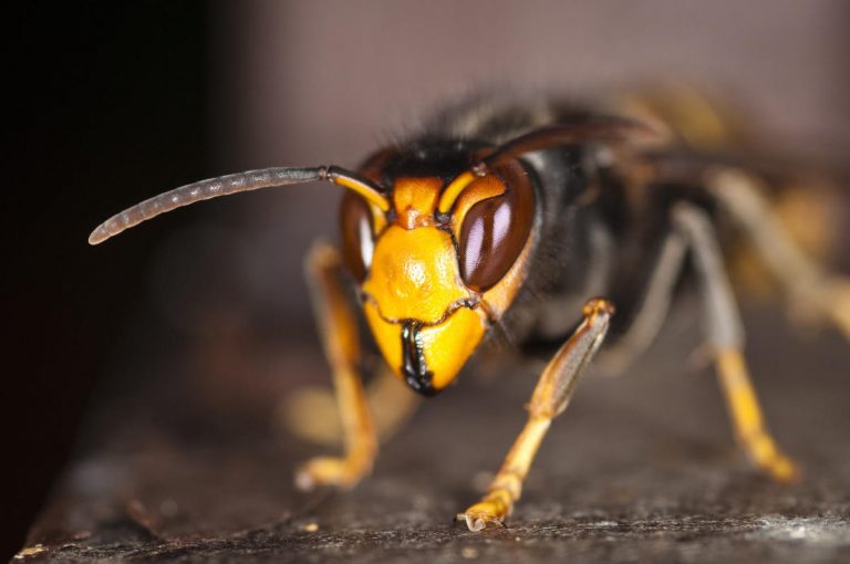 Vespa velutina, l’insetto killer è arrivato in Italia: ecco perché è pericoloso per le api ma anche per l’intero ecosistema