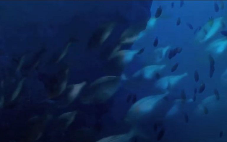 Oceano Atlantico, uno studio ha scoperto i drammatici cambiamenti nella fauna marina causati dal riscaldamento delle acque Oceano Atlantico, uno studio ha scoperto i drammatici cambiamenti nella fauna marina causati dal riscaldamento delle acque