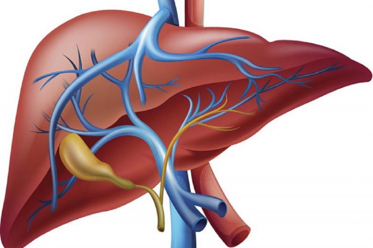 Fegato e trapianto, scoperta la proteina in grado di rigenerare il fegato