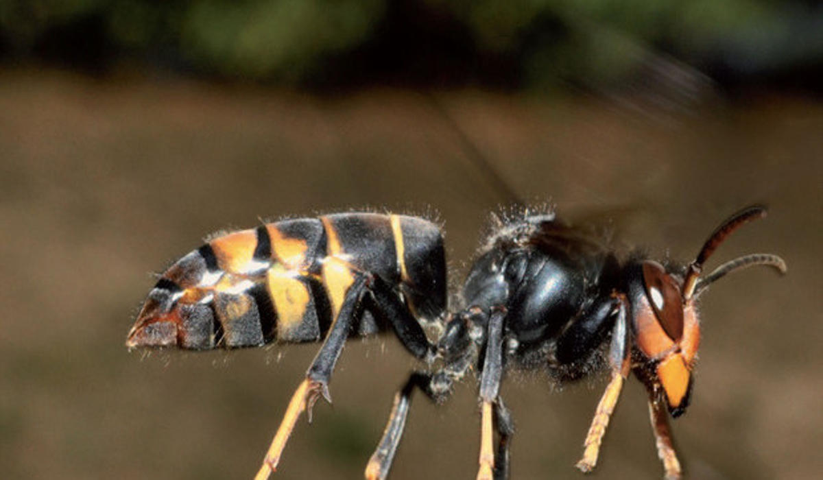 Calabrone assassino, è allarme per la vespa pericolosa sia per le api ...