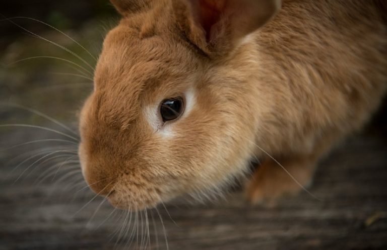 Conigli, si chiama RHDV2 ed è il virus che sta sterminando questi animali negli Usa