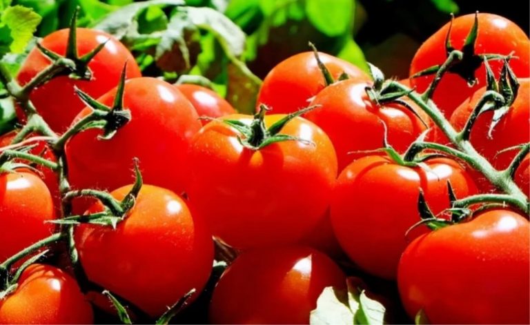 Prezzi del pomodoro alle stelle in queste ore, ecco cosa sta succedendo e perchè