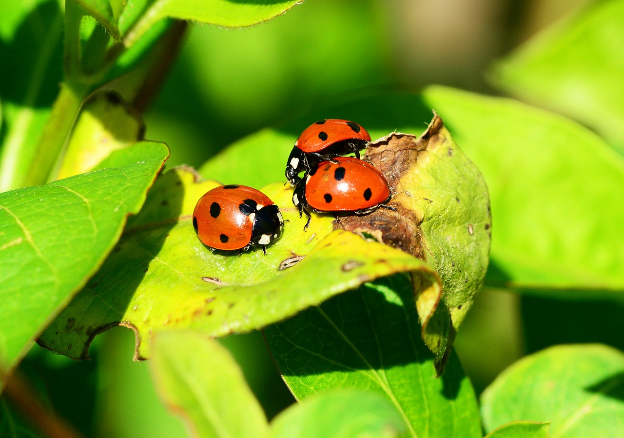 METEO Puglia nel mirino di un IMPONENTE INVASIONE di coccinelle